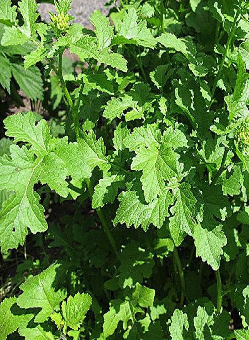 جي جوت 100 قطعة من بذور الخردل المزروعة في الدفيئة على مدار العام، خضراوات خضراء طبيعية متنوعة أساسية لاستقبال الضيوف - Image 3