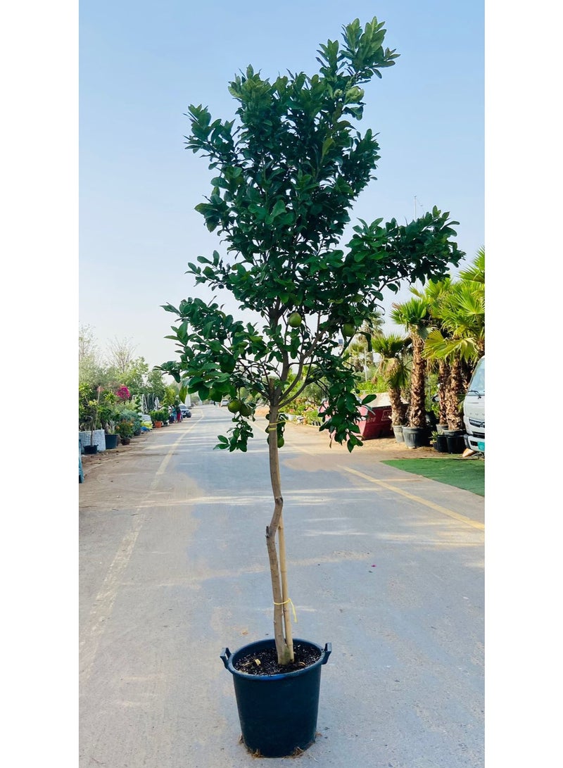Live Lemon Tree – Citrus Yellow Variety from Spain