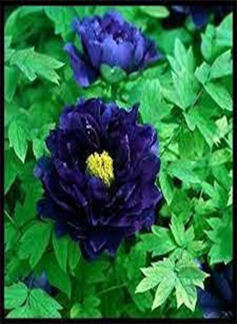 جي جوت 15 قطعة من بذور زهرة نبات السيجار