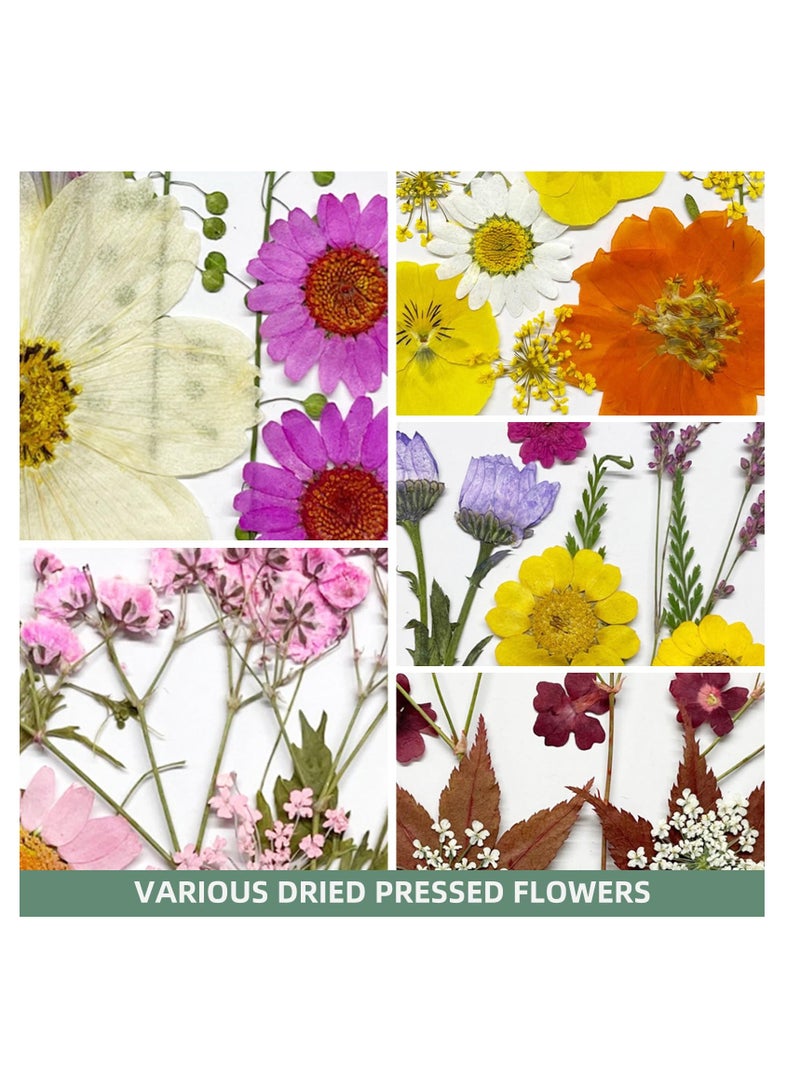 KASTWAVE Dried Pressed Flowers for Resin, 60PCS Real Natural Pressed Flowers with Resin Charm Molds for Scrapbooking DIY Art Crafts Jewelry Molds Candle Soap Making Nails Decor - Image 4