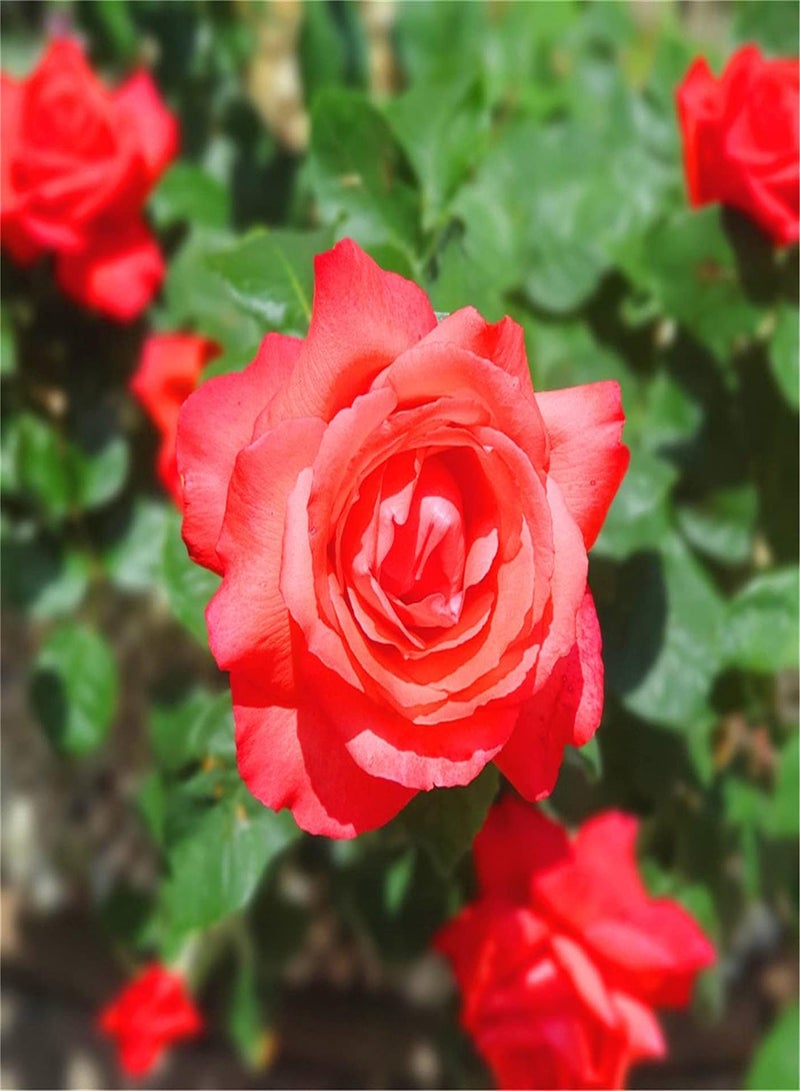 جي جوت بذور ورد مستوردة، بذور مجموعة عائلية، باقات زينة شهيرة، خبيرة صغيرة في النظافة - ٥٠٠ قطعة - Image 2