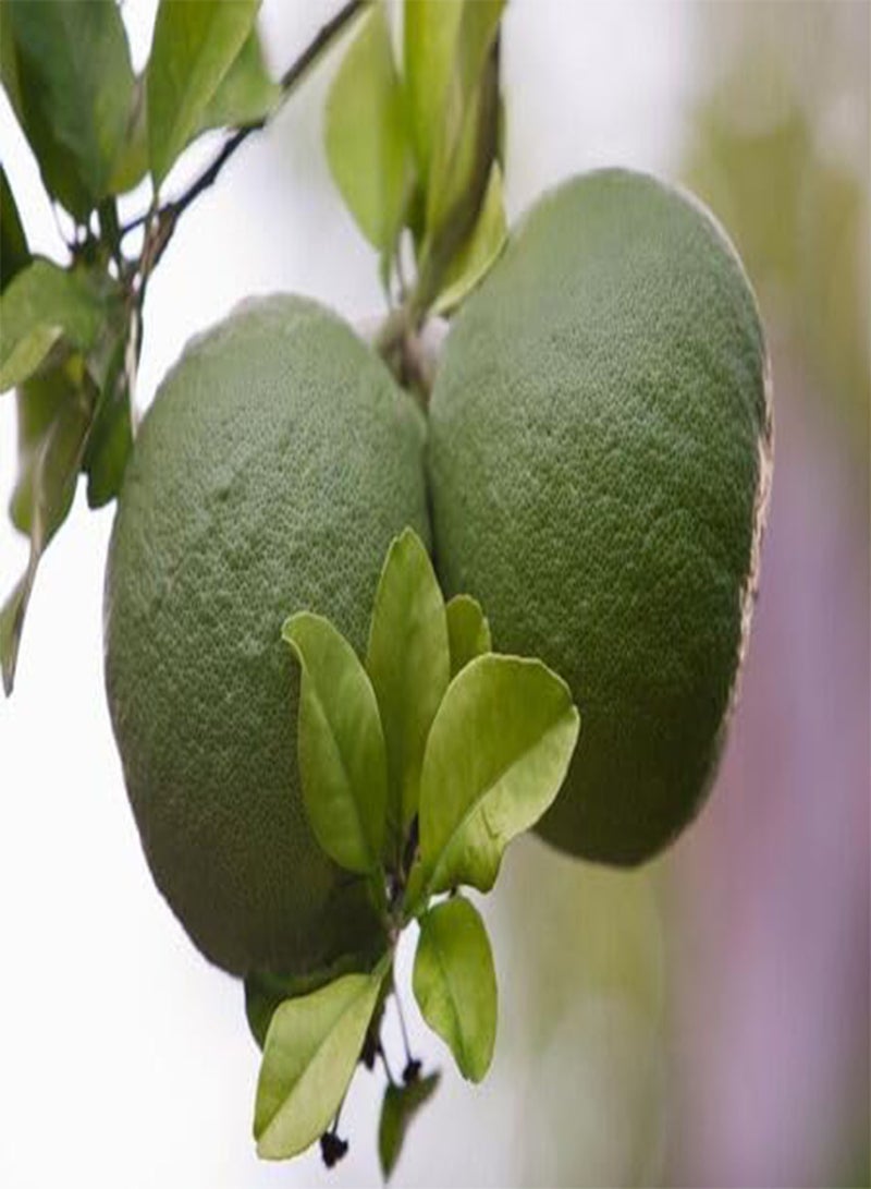 GGOOT 15pcs Fresh Pomelo Fruit Seeds - Image 1