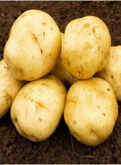 Seed Potato British Queen Potatoes Grow Your Own Vegetables,10 Tubers, RHS Award of Garden Merit