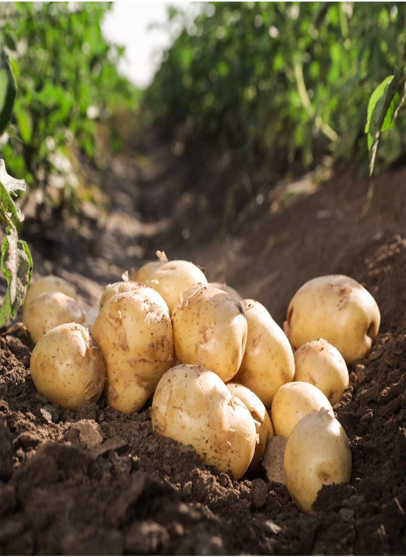 GGOOT - Seed Potato British Queen Potatoes Grow Your Own Vegetables,10 Tubers, RHS Award of Garden Merit - Image 1