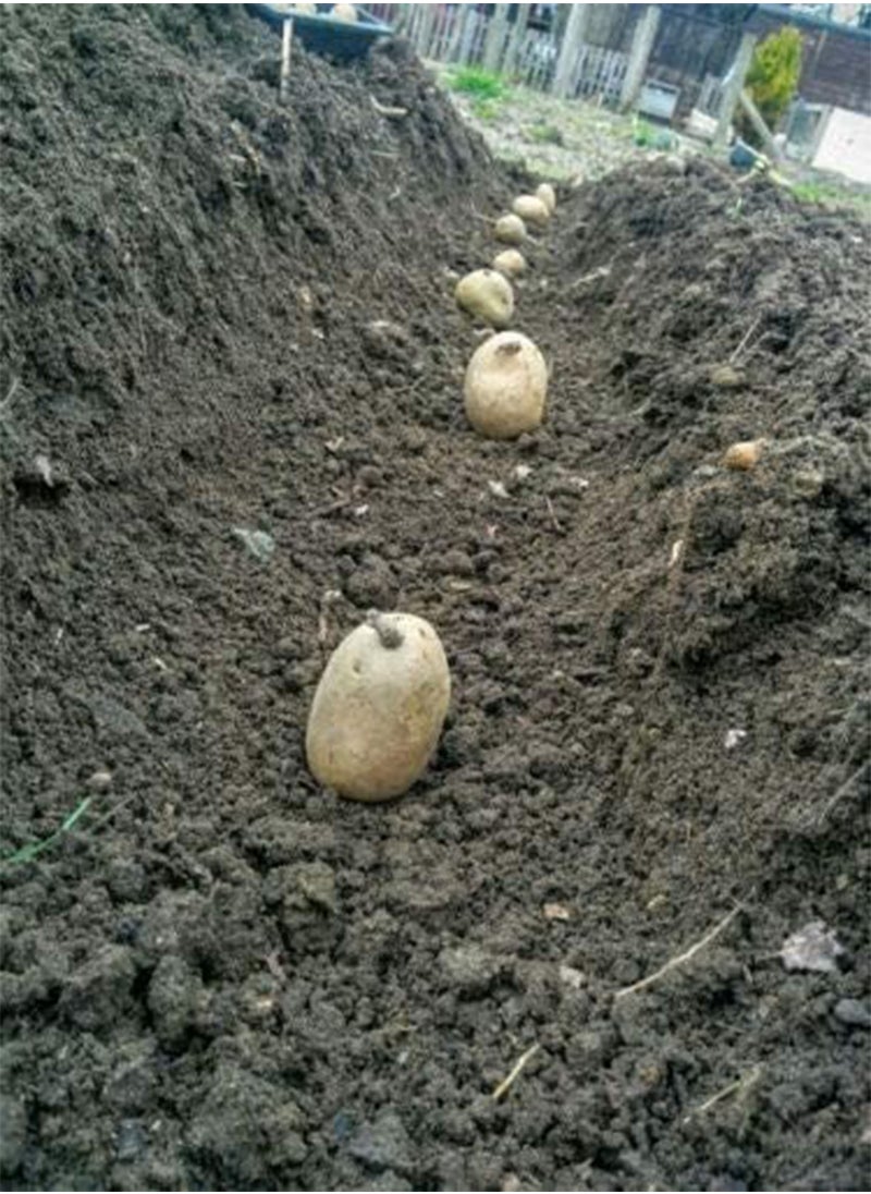 GGOOT - Seed Potato British Queen Potatoes Grow Your Own Vegetables,10 Tubers, RHS Award of Garden Merit - Image 1