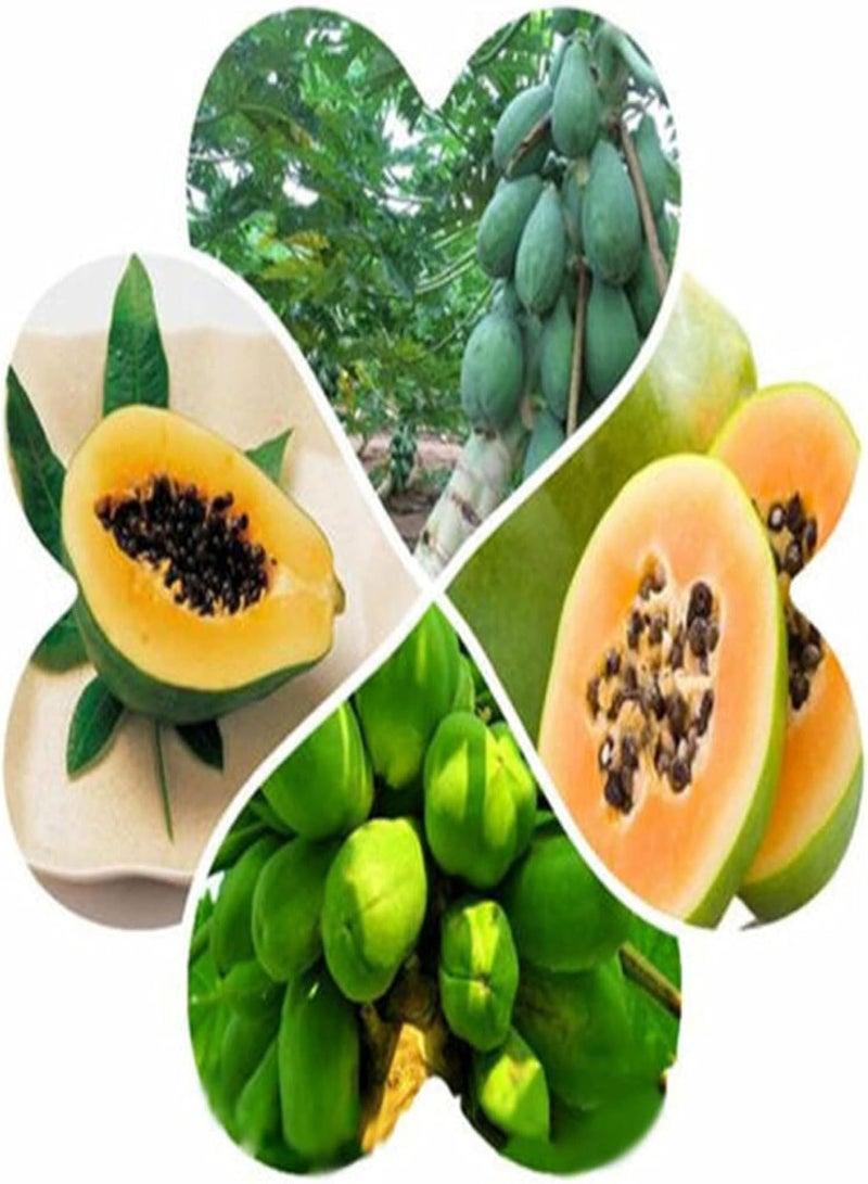 GGOOT seeds Green Garden Flower Plants 8Pcs Sweet Papaya Seeds Fruits Home Melon Tree Plants Garden Bonsai Farm Decor   Papaya Seeds - Image 5