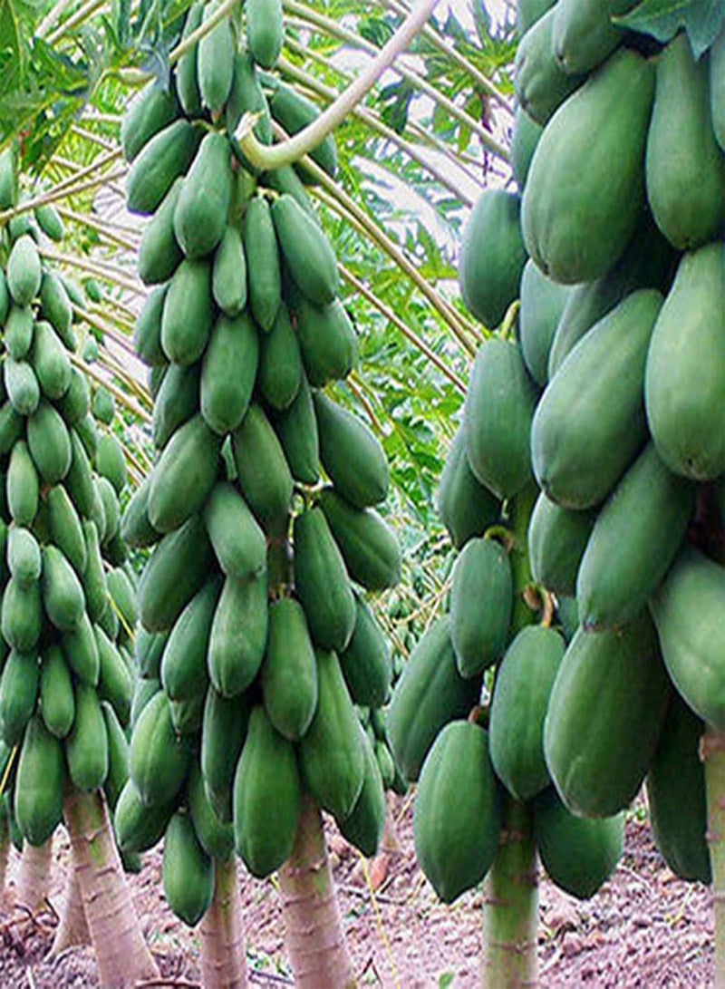 GGOOT seeds Green Garden Flower Plants 8Pcs Sweet Papaya Seeds Fruits Home Melon Tree Plants Garden Bonsai Farm Decor   Papaya Seeds - Image 3