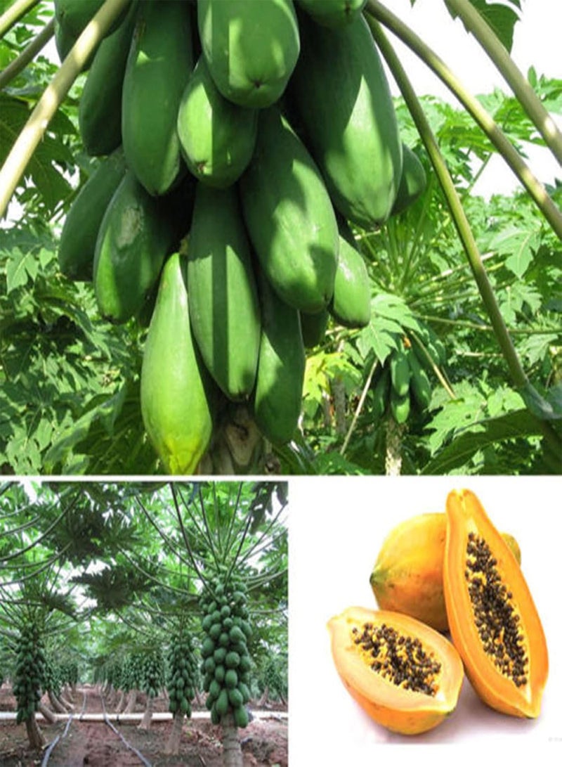 GGOOT seeds Green Garden Flower Plants 8Pcs Sweet Papaya Seeds Fruits Home Melon Tree Plants Garden Bonsai Farm Decor   Papaya Seeds - Image 1
