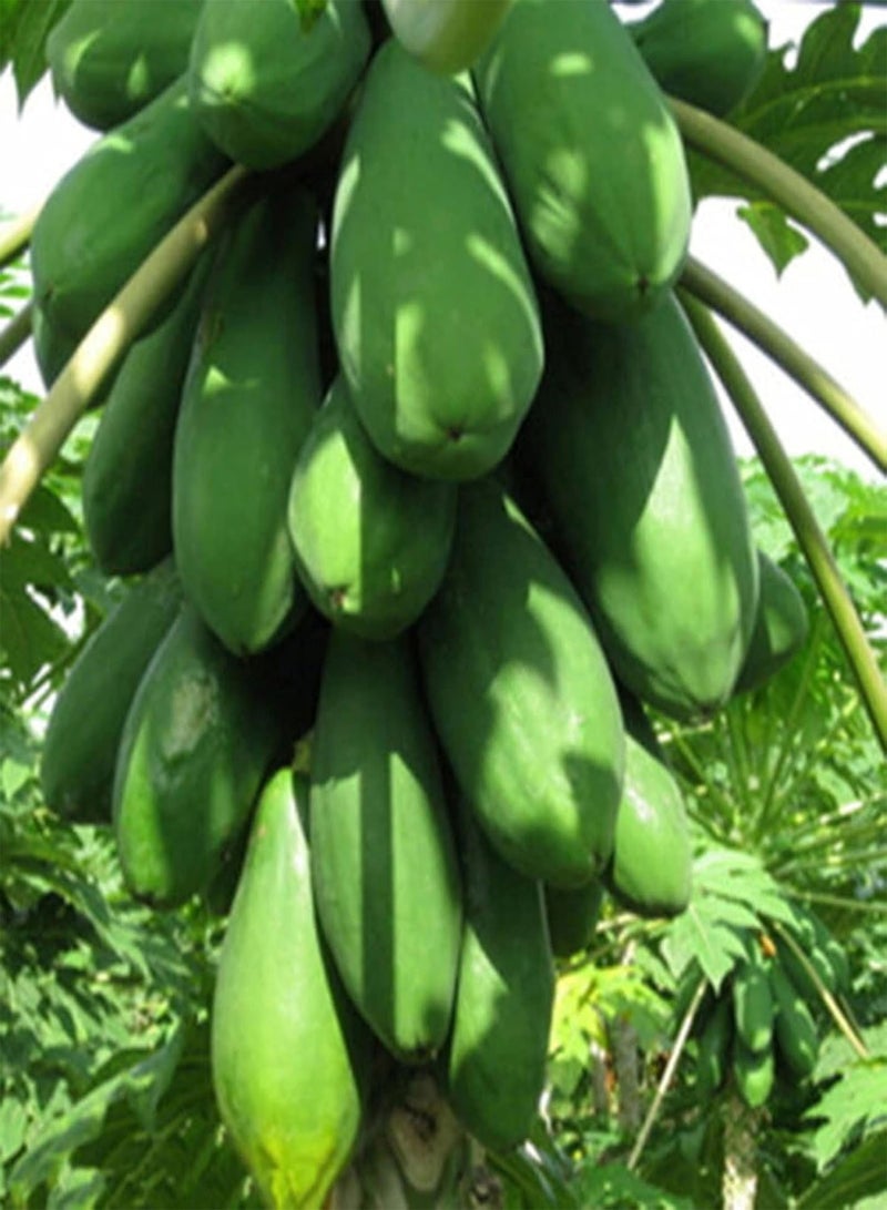 GGOOT seeds Green Garden Flower Plants 8Pcs Sweet Papaya Seeds Fruits Home Melon Tree Plants Garden Bonsai Farm Decor   Papaya Seeds - Image 4