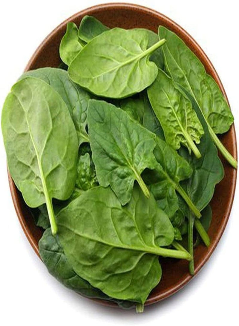 جي جوت 400 قطعة من قطع Spinatsamen Winterharte Dunkelgrüne Blätter Gemüse Zum Planzen im Garten Einfach zu kultivieren geeignet for Anfänger DIY Hausgarten Terrasse Hofdekoration - Image 1