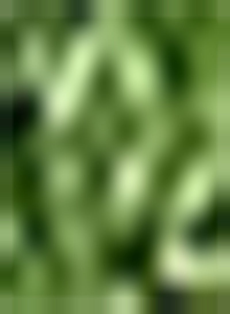 جي جوت 400 قطعة من قطع Spinatsamen Winterharte Dunkelgrüne Blätter Gemüse Zum Planzen im Garten Einfach zu kultivieren geeignet for Anfänger DIY Hausgarten Terrasse Hofdekoration - Image 2