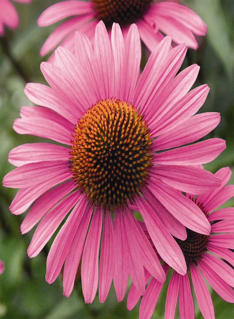 GGOOT - 50 x Echinacea purpurea Primadonna Deep Rose Pink Flower Seeds - Image 2