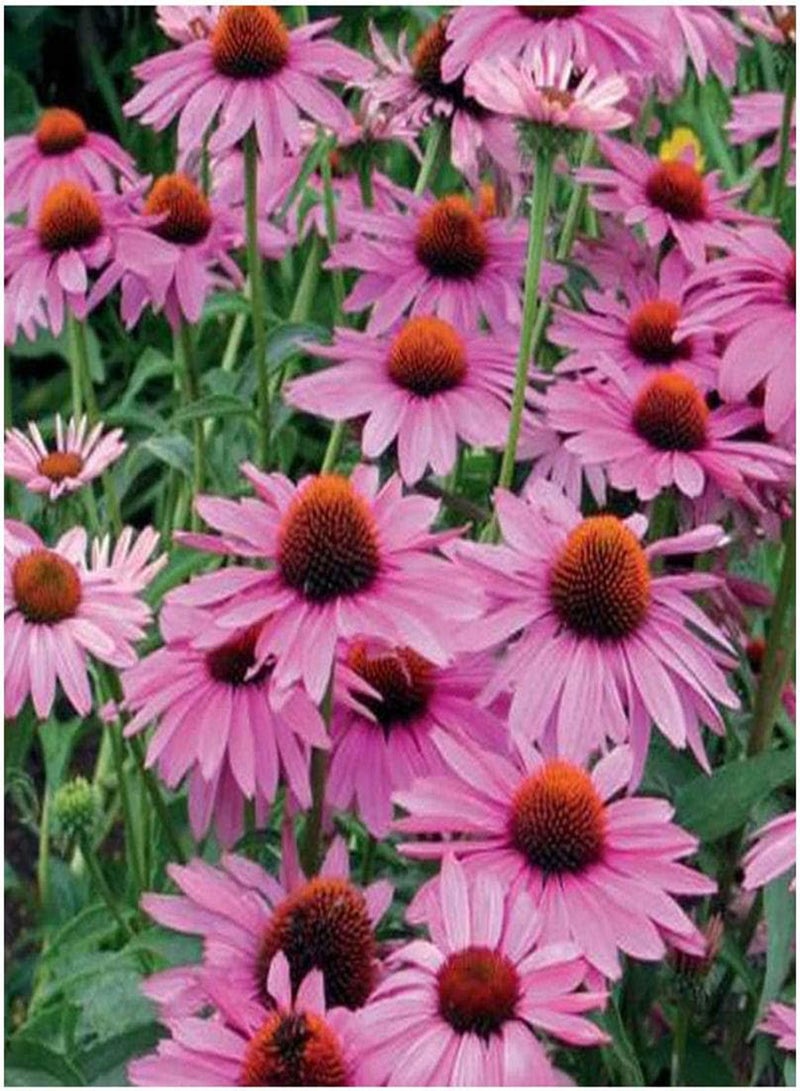 GGOOT - 50 x Echinacea purpurea Primadonna Deep Rose Pink Flower Seeds - Image 1