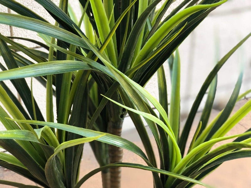 AMERIQUE Gorgeous 35 Feet Tropical Green Yucca Artificial Plant Tree with Nursery Pot Real Touch Technology 160 Leaves - Image 3