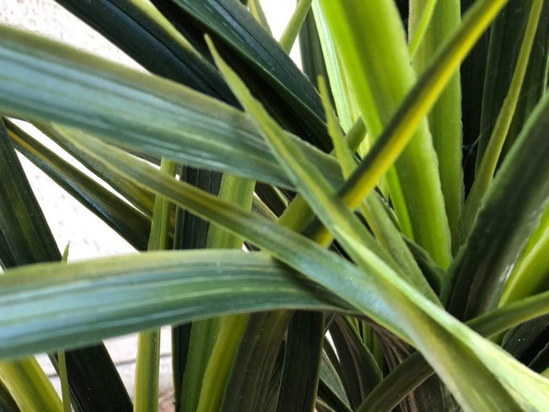 AMERIQUE Gorgeous 35 Feet Tropical Green Yucca Artificial Plant Tree with Nursery Pot Real Touch Technology 160 Leaves - Image 2