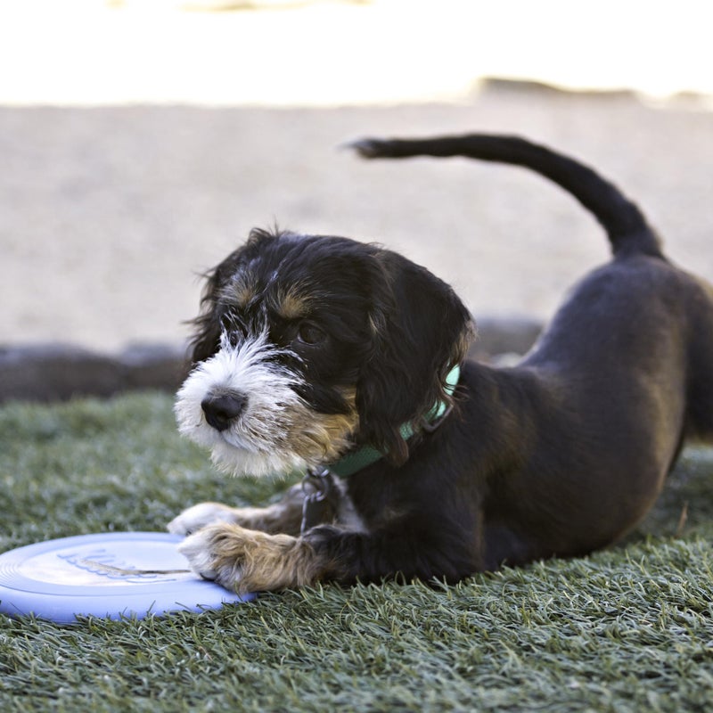 KONG Puppy Flyer - Soft Rubber Flyer Dog Toy - Flying Disc Dog Toy for Puppies - Gentle Rubber Toy for Growing Puppies - for Small Puppies - Randomly Provided Color - Image 2