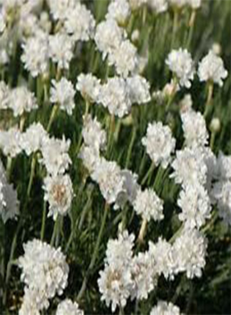 GGOOT ARMERIA White SEA TRIFT Armeria Maritima Aga - 200 Bulk (PKD) Seeds