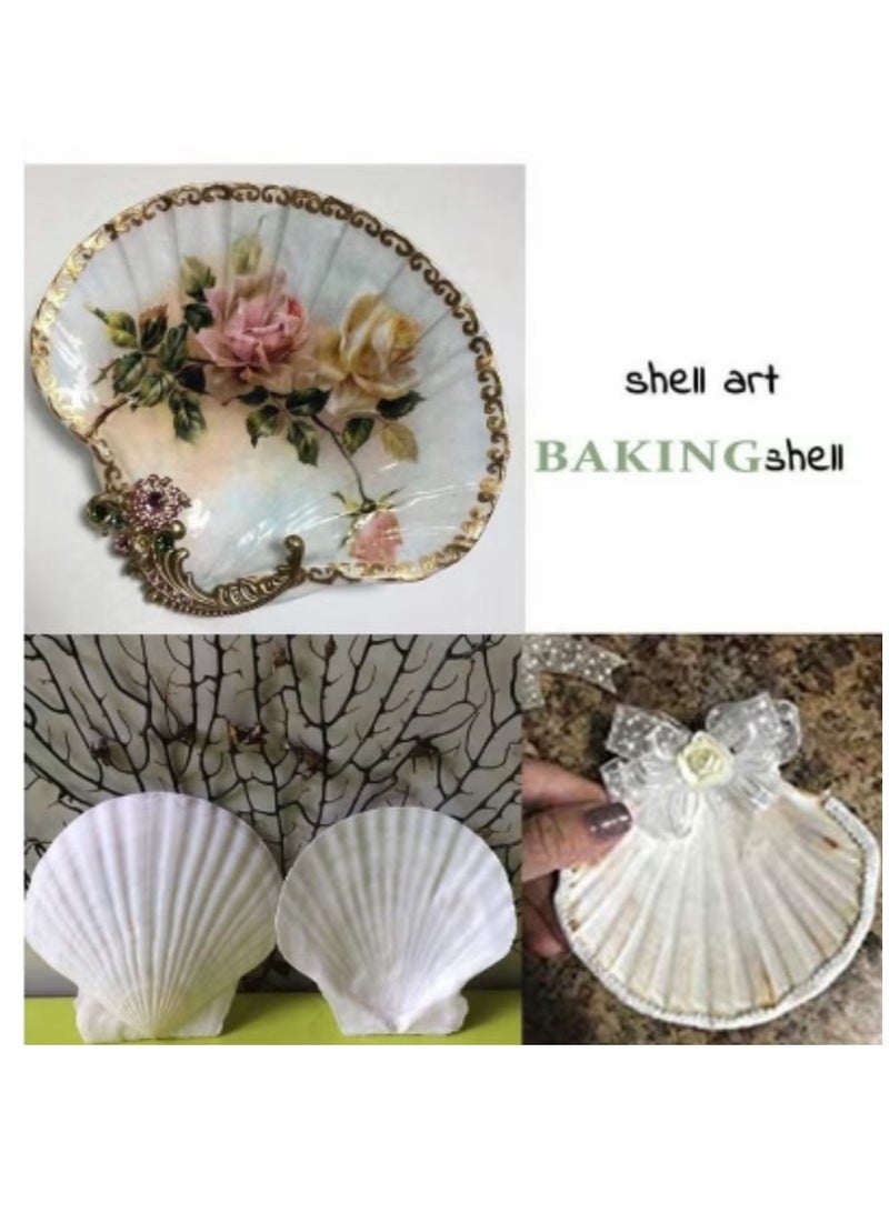 Natural Scallop Shells 6 PCS Seashell from Sea Beach for DIY Craft Mermaid Beach Wedding Home Decoration (10-13cm)  - Image 5