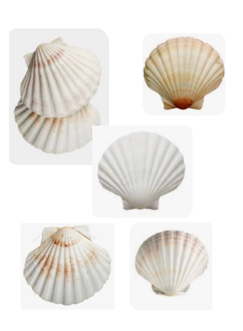 Natural Scallop Shells 6 PCS Seashell from Sea Beach for DIY Craft Mermaid Beach Wedding Home Decoration (10-13cm)  - Image 1