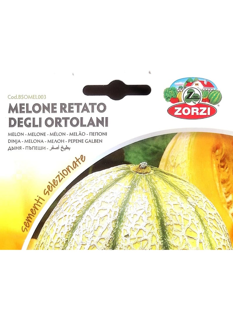 ZORZI - MELONE yellow RETATO DEGLI Ortolani Seeds - Image 1