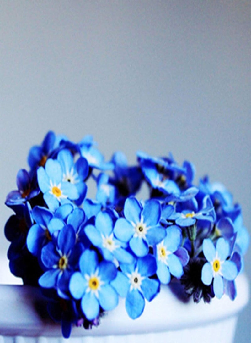 GGOOT Seeds 100Pcs/Bag Flower Seeds Non GMO Easy to Grow High Yield Forget Me Not Myosostis Sylvatica Potted Seeds for Outdoor Potted Seeds - Image 4