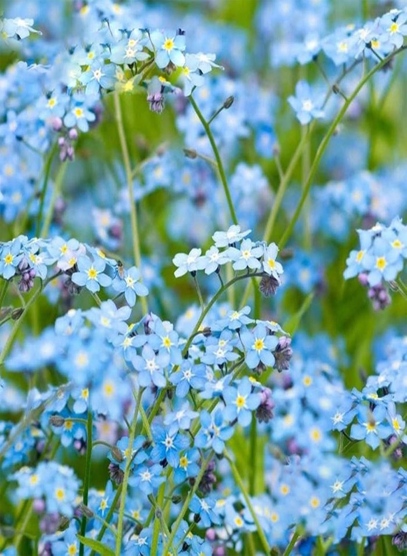 GGOOT Seeds 100Pcs/Bag Flower Seeds Non GMO Easy to Grow High Yield Forget Me Not Myosostis Sylvatica Potted Seeds for Outdoor Potted Seeds - Image 2