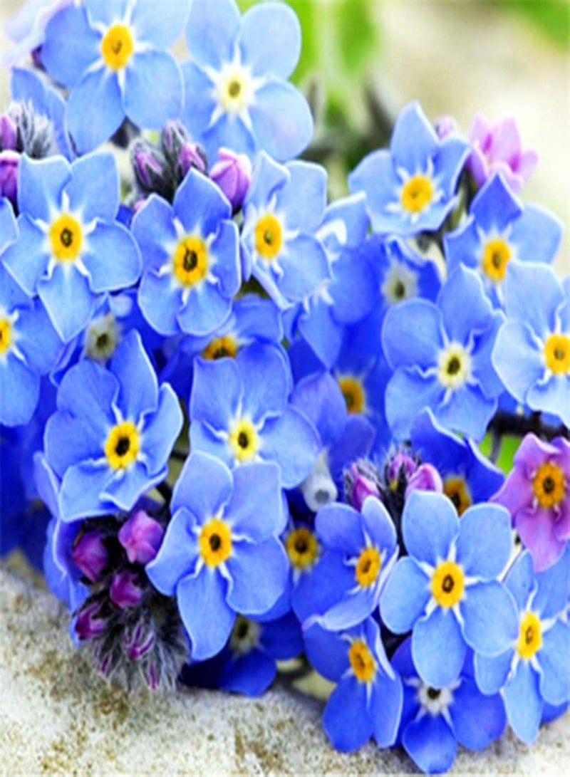 GGOOT Seeds 100Pcs/Bag Flower Seeds Non GMO Easy to Grow High Yield Forget Me Not Myosostis Sylvatica Potted Seeds for Outdoor Potted Seeds - Image 3