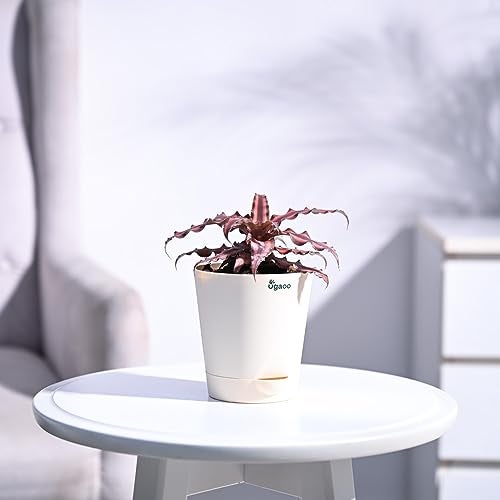 UGAOO Cryptanthus Brown - Earth Star Plant with Self Watering Pot - Image 1