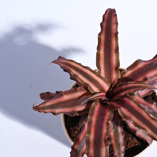 UGAOO Cryptanthus Brown - Earth Star Plant with Self Watering Pot - Image 3
