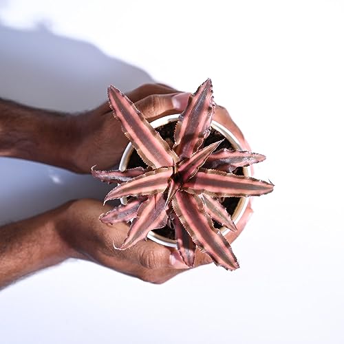UGAOO Cryptanthus Brown - Earth Star Plant with Self Watering Pot - Image 4