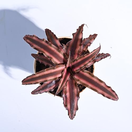 UGAOO Cryptanthus Brown - Earth Star Plant with Self Watering Pot - Image 2