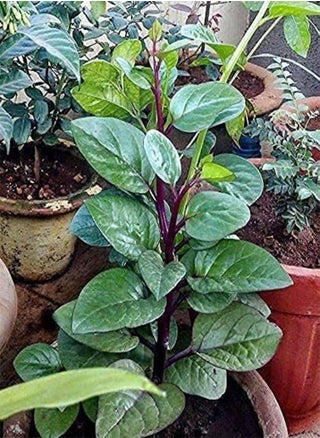 100PCS Seeds of Red Stem Malabar Vietnamese Spinach, Basella alba - pzsku/ZEADE0500B953809948F9Z/45/_/1733739484/f5cd9aef-0e0c-4049-ab31-a8c00a2602f7