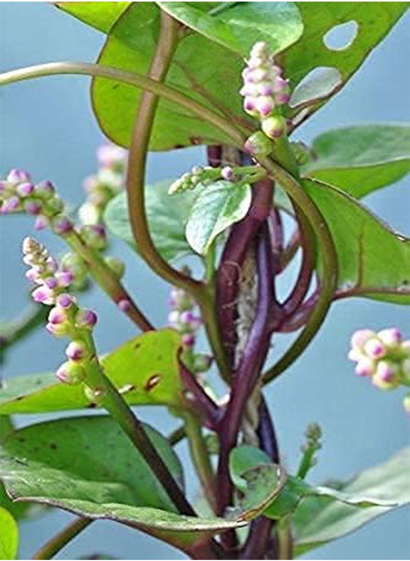 100PCS Seeds of Red Stem Malabar Vietnamese Spinach, Basella alba