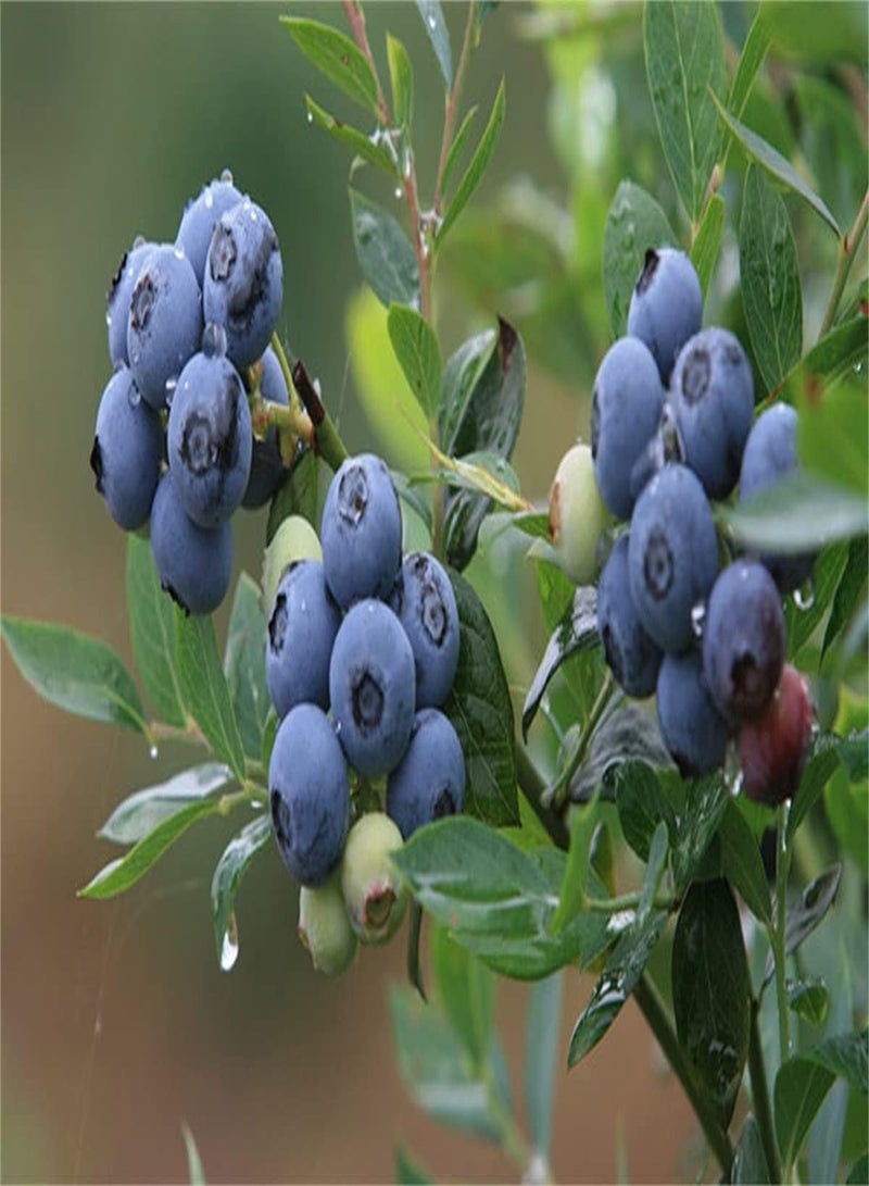 Imported Blueberry Seeds-Collection Herb Seeds Vigorous Strong Growing Plant Sowing Now-500 Pcs