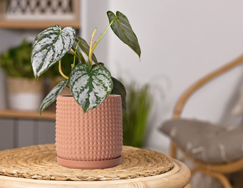 D'vine Dev Set of 2 Ceramic Plants Pots, 6 Inch Beaded Stoneware Flower Pot for Plants with Drainage Hole and Saucer, Terracotta, 27-E-X-7 - Image 5