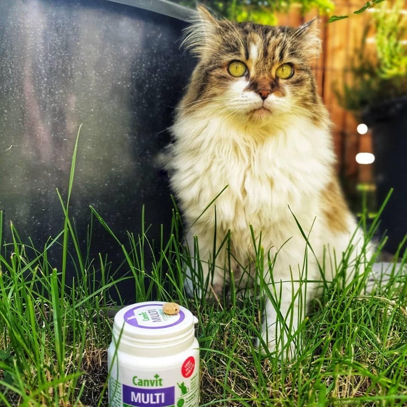 Canvit Multivitamin for Cats, 100 g - Image 4