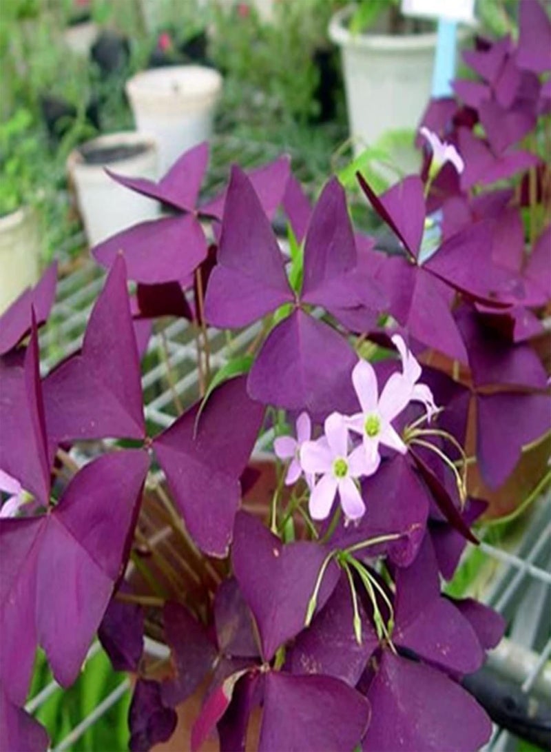 جي جوت مجموعة زراعة 100 قطعة من بذور الشامروك DIYI | حديقة منزلية لزراعة نباتات بونساي زهرية، شتلات، بذور، مقاس واحد - Image 5