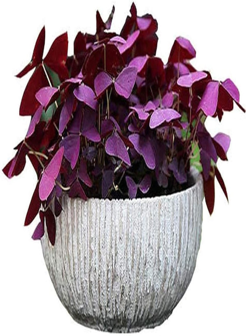 جي جوت مجموعة زراعة 100 قطعة من بذور الشامروك DIYI | حديقة منزلية لزراعة نباتات بونساي زهرية، شتلات، بذور، مقاس واحد - Image 4