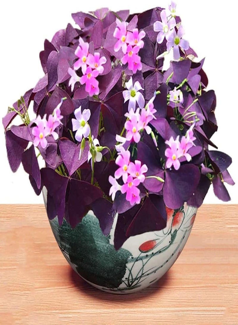 جي جوت مجموعة زراعة 100 قطعة من بذور الشامروك DIYI | حديقة منزلية لزراعة نباتات بونساي زهرية، شتلات، بذور، مقاس واحد - Image 3