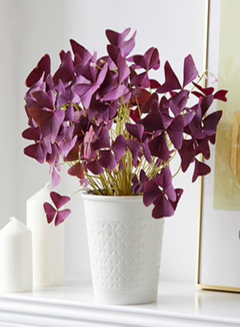 جي جوت مجموعة زراعة 100 قطعة من بذور الشامروك DIYI | حديقة منزلية لزراعة نباتات بونساي زهرية، شتلات، بذور، مقاس واحد - Image 1