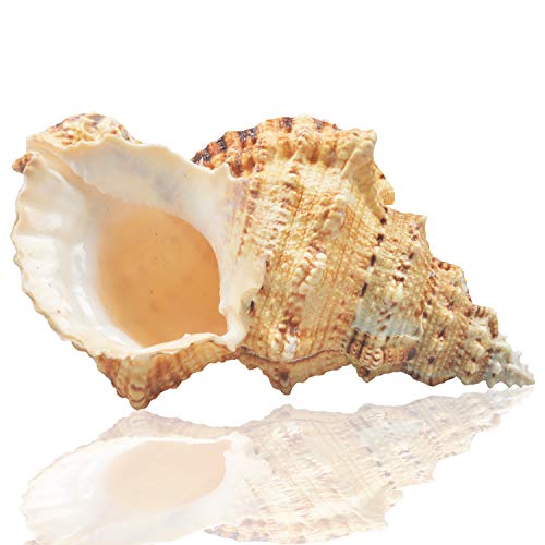 Jangostor Large Natural Sea Shells, Huge Ocean Conch 7-8 inches Jumbo Seashells Perfect for Wedding Decor Beach Theme Party, Home Decorations,DIY Crafts, Fish Tank and Shell Collectors (Color 5) - Image 1