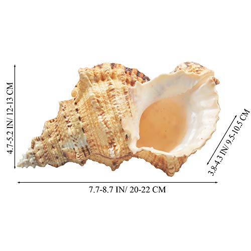 Jangostor Large Natural Sea Shells, Huge Ocean Conch 7-8 inches Jumbo Seashells Perfect for Wedding Decor Beach Theme Party, Home Decorations,DIY Crafts, Fish Tank and Shell Collectors (Color 5) - Image 3