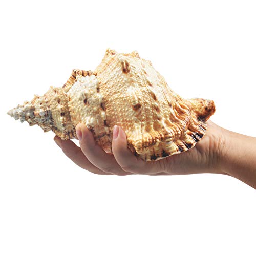 Jangostor Large Natural Sea Shells, Huge Ocean Conch 7-8 inches Jumbo Seashells Perfect for Wedding Decor Beach Theme Party, Home Decorations,DIY Crafts, Fish Tank and Shell Collectors (Color 5) - Image 2
