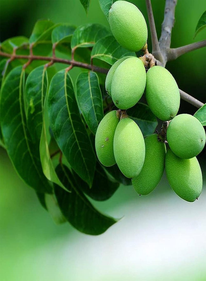 جي جوت 10 قطع من أشجار الفاكهة المقاومة للجفاف، مناسبة لحديقة العائلة المصغرة، استمتع بمتعة الزراعة باليد - Image 1