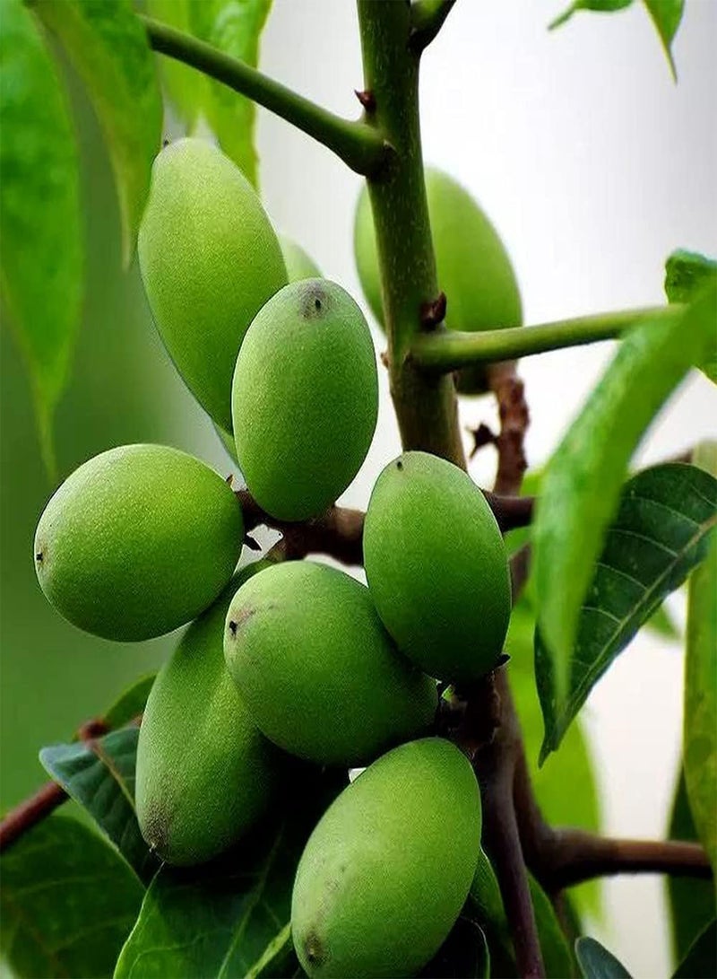 جي جوت 10 قطع من أشجار الفاكهة المقاومة للجفاف، مناسبة لحديقة العائلة المصغرة، استمتع بمتعة الزراعة باليد - Image 2