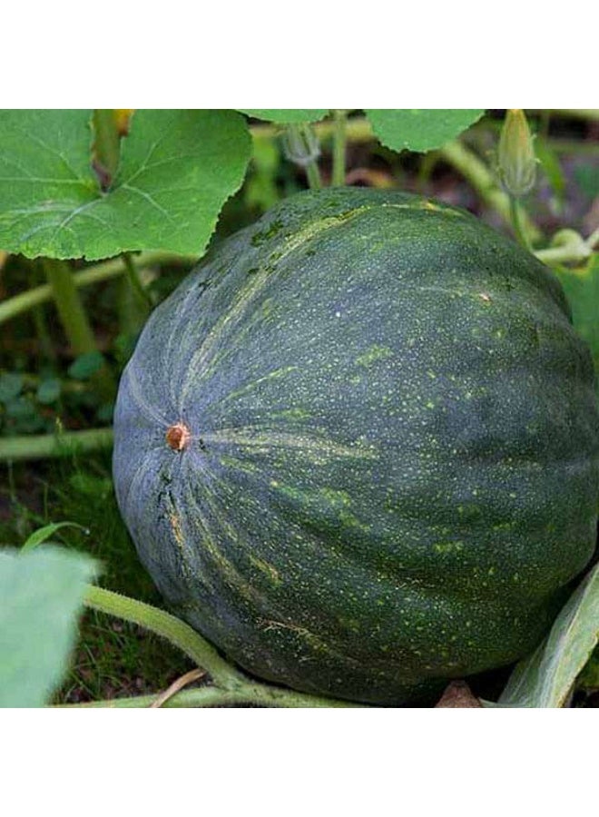 Pumpkin Desi Vegetable Seeds