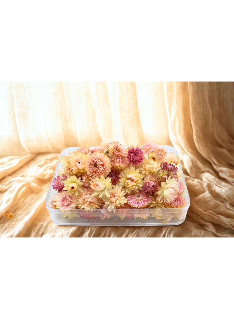 FANCY FLOWERS FANCY Dried Helichrysum Flowers, Natural Assorted (PINK, SMALL) - Image 1
