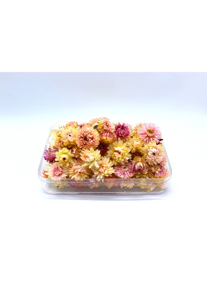 FANCY FLOWERS FANCY Dried Helichrysum Flowers, Natural Assorted (PINK, SMALL) - Image 3