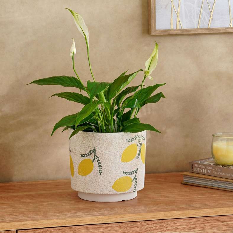 Pan Home وعاء ليميتا من الطين - أصفر