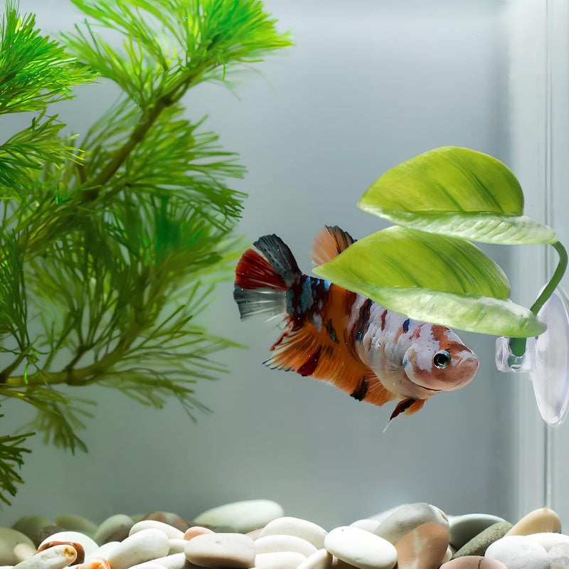 Qivorimith Beta Fish Toys,2 PCS Betta Fish Leaf Hammock,Betta Fish Tank Decorations Aquarium Decor for Sleeping Resting Hiding Playing Breeding - Image 5